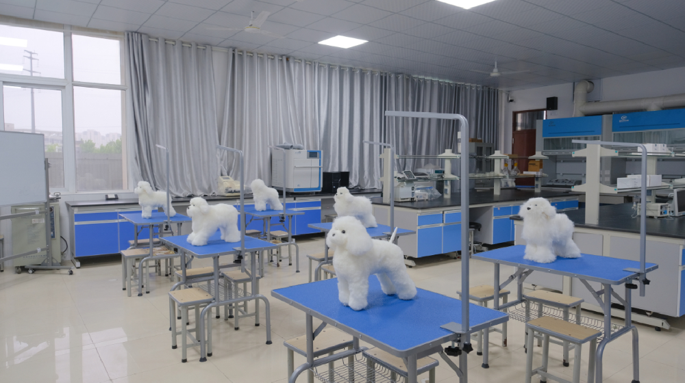 安徽电气工程学校宠物养护与经营